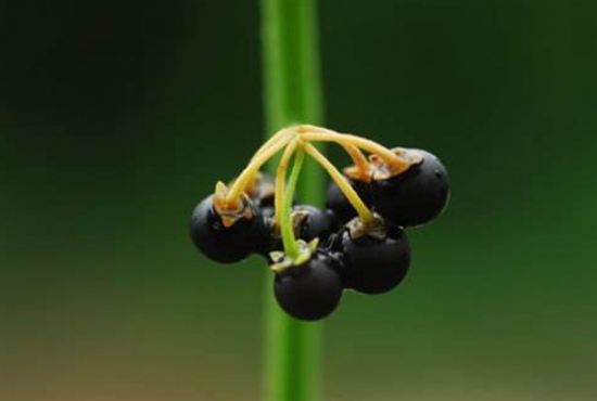 龙葵是什么：龙葵也叫白花菜，一年生草本植物；叶子和浆果可食用