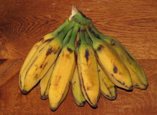 香蕉的产地有哪些：香蕉产地大多分布在热带和亚热带地区
