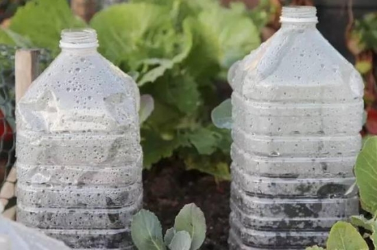 塑料瓶做温室