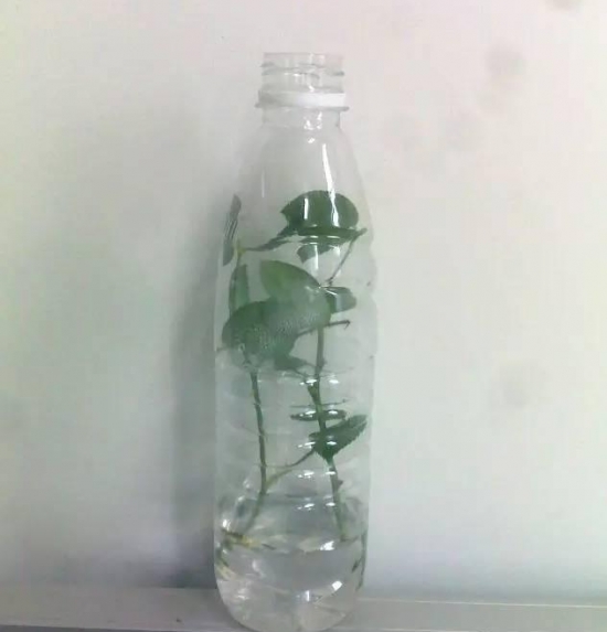 塑料瓶扦插