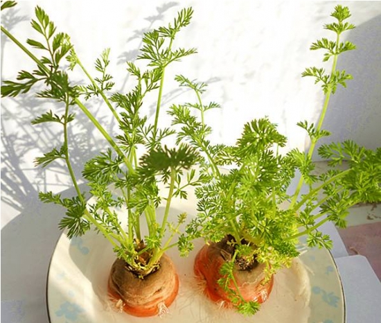 蔬菜做盆栽的方法