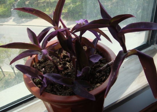 紫竹梅繁殖技术：紫竹梅的主要繁殖方式为扦插和分株
