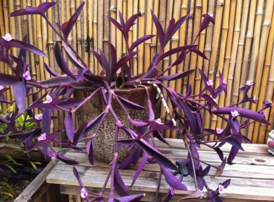 紫竹梅繁殖技术：紫竹梅的主要繁殖方式为扦插和分株