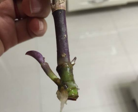 紫鸭跖草可以水培吗：紫鸭跖草是能够水培的，但不耐寒，低于0℃就会被冻死