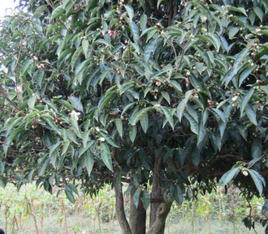苦丁茶树