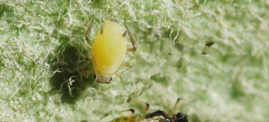 蚜虫介绍及防治 蚜虫 又称腻虫 蜜虫 世界上最具破坏性的植食 昆虫 害虫之一 花语网