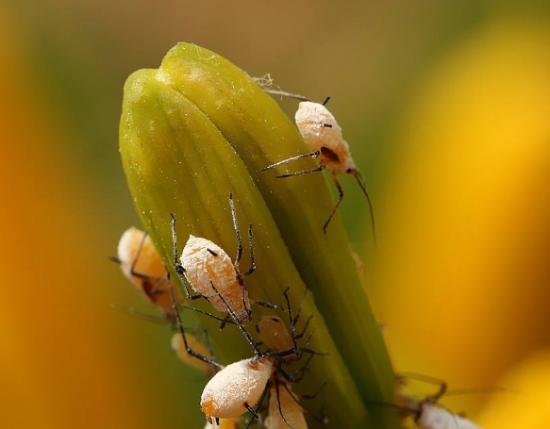 危害植物的蚜虫