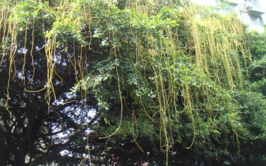 菟丝子是什么：菟丝子为旋花科菟丝子属草本植物，是一种生理构造特别的寄生植物