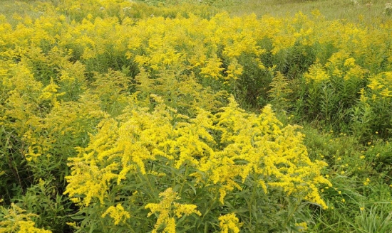 加拿大一枝黄花的生长环境