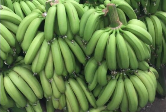 香蕉的产地