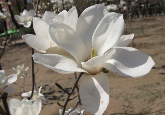 白玉兰和白兰花的区别：白玉兰花朵大且花色雪白如玉；白兰花花色偏黄，香味浓郁