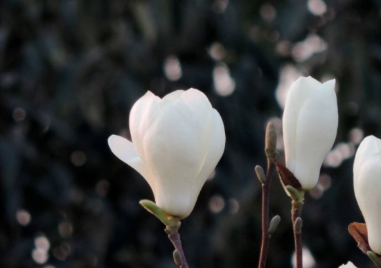 白玉兰和白兰花的区别：白玉兰花朵大且花色雪白如玉；白兰花花色偏黄，香味浓郁