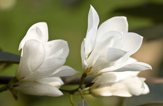 白玉兰和白兰花的区别：白玉兰花朵大且花色雪白如玉；白兰花花色偏黄，香味浓郁"