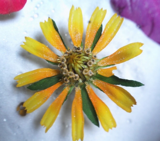 5种超简单又实用的干花制作教程，让花儿永不凋谢！
