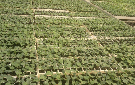 冬瓜种子怎么种植：先进行育苗栽培，小型冬瓜于2月上旬播种，大型晚熟冬瓜于2月中下旬播种