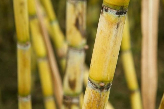 甘蔗什么时候成熟：甘蔗一般是在10月份左右成熟，一直到第二年的三四月份都可以吃到