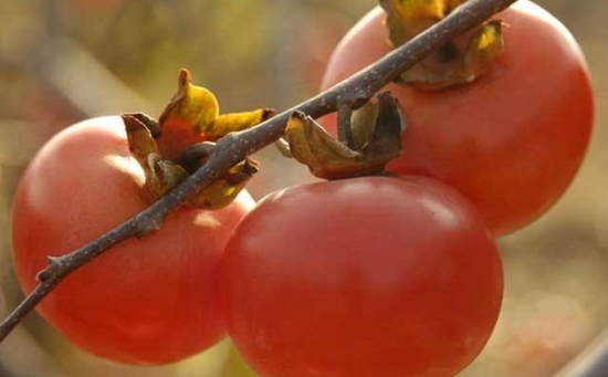 柿子什么时候成熟：柿子的成熟季节在十月左右，但不同的品种成熟时间有差异
