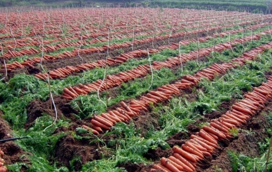 胡萝卜什么时候传入中国：胡萝卜约在13世纪从伊朗引入中国，并发展出中国生态型