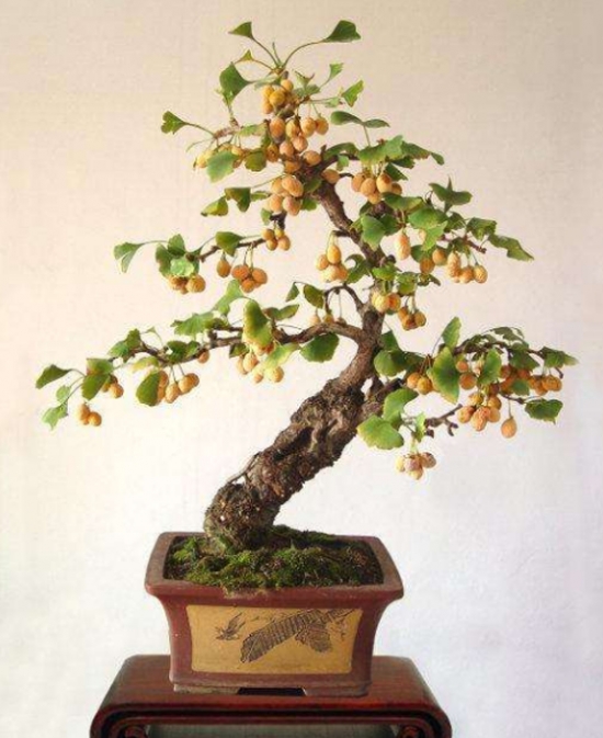盆栽银杏树