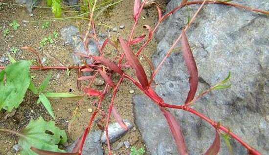 世上最毒的植物：见血封喉