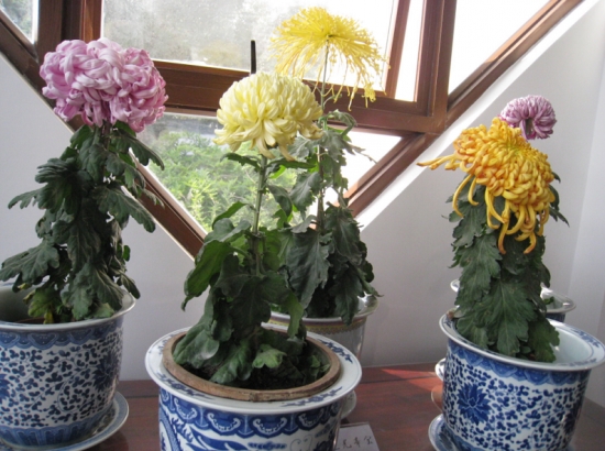 哪些花冬天也能开花：12种超耐寒花卉盘点