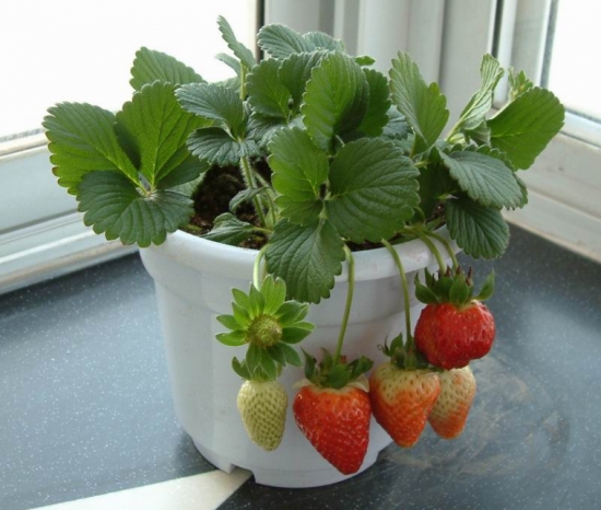 草莓养护
