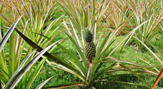 菠萝长在哪里：菠萝为多年生草本植物，植株高一般在一米以下果实长在地表