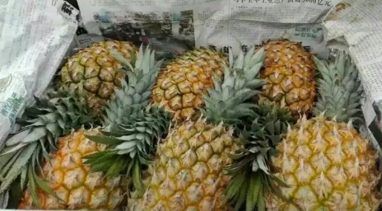 菠萝杂交种类