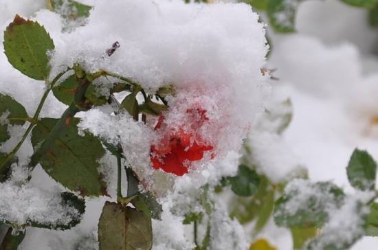 冬季养花需要注意什么：立冬过后，盆栽要这样养