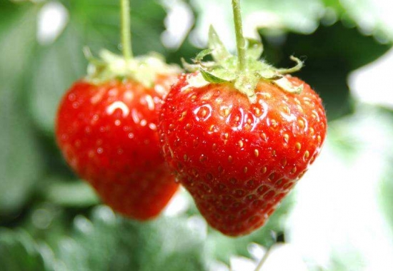 草莓农药残留