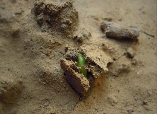什么植物种子发芽最快：“梭梭树”的种子，只要有水，就能够在2~3小时发芽