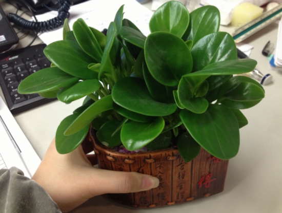 最适合在办公室养的10种植物