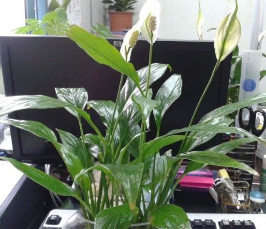 最适合在办公室养的10种植物