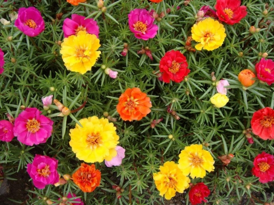 什么花的花期最长：10种超长花期的花卉推荐