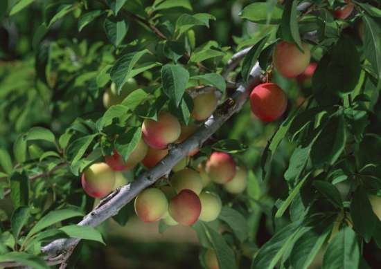 桃树几年结果：3年以上的桃树才会结果，4-15年为盛产期