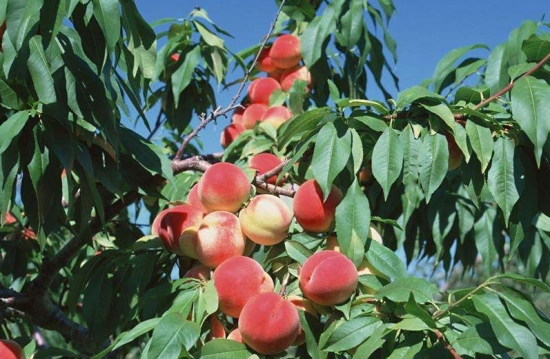 桃树几年结果：3年以上的桃树才会结果，4-15年为盛产期