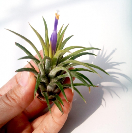 空气凤梨是什么：空气凤梨又名铁兰花，是地球上唯一可完全生长于空气中的植物