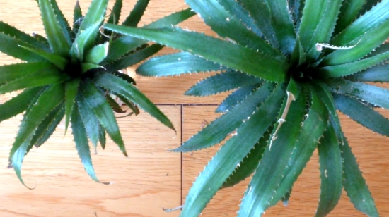 如何在家种菠萝盆栽：菠萝避免选择过度成熟或叶子枯萎的菠萝