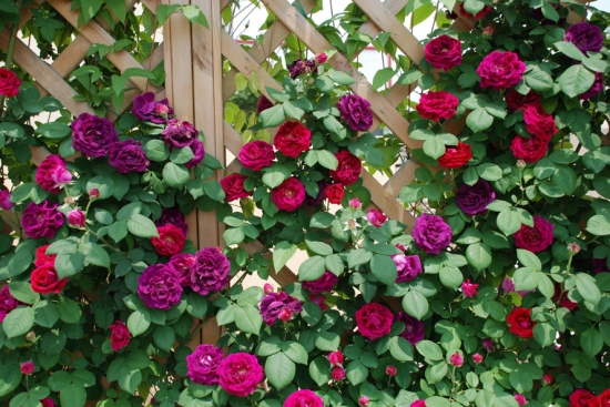 这8款开花超美的藤本花卉：能爬墙，会开花，艳丽的花儿简直美到爆炸