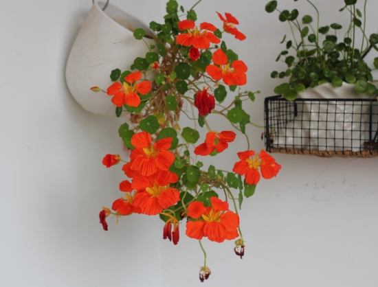 这8款开花超美的藤本花卉：能爬墙，会开花，艳丽的花儿简直美到爆炸