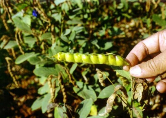 木豆是什么：为豆科植物木豆的种子，原产印度，耐瘠薄干旱