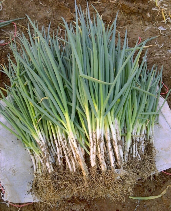 分葱的种植技术：栽培以肥沃富含有机质之砂质土壤为佳，排水、日照需良好