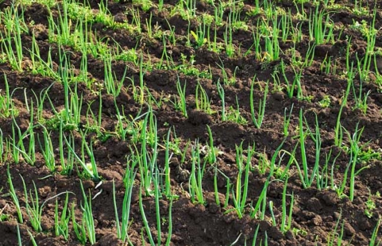 分葱的种植技术：栽培以肥沃富含有机质之砂质土壤为佳，排水、日照需良好