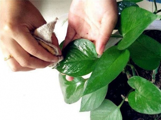 如何清洗盆栽叶片上的灰尘，立马变得绿油油！