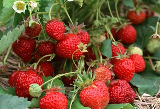 草莓种子种植方法