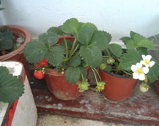 草莓种子种植
