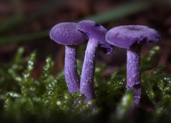 紫蜡蘑