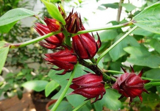 洛神花的种植方法：玫瑰茄属亚热带短日照作物，喜光，喜温，忌早霜