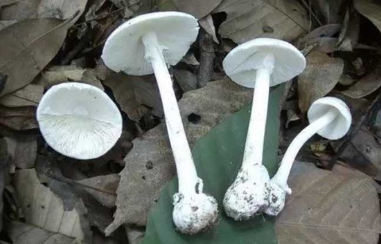 世界十大可致命毒蘑菇