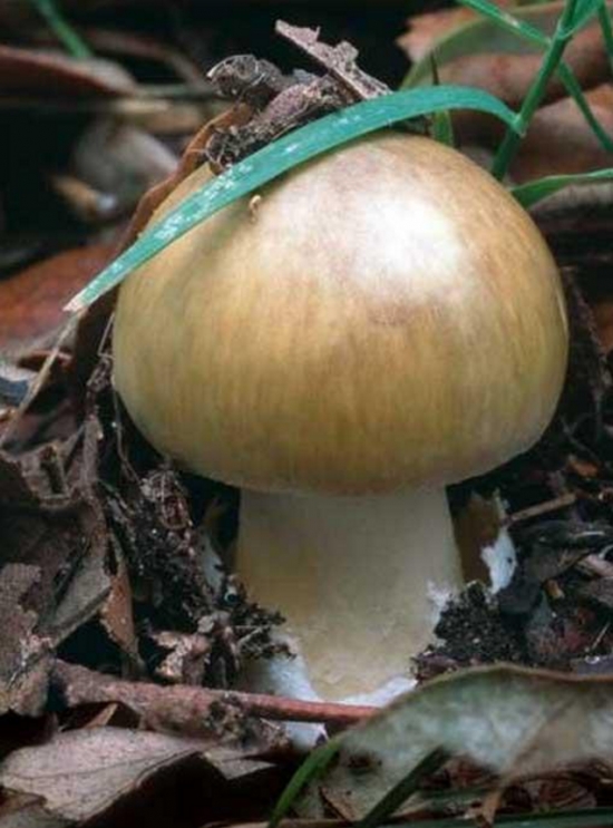 世界十大致命毒蘑菇：致命白毒伞一旦误食，死亡率高达95%